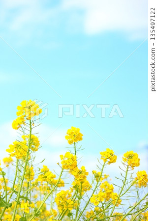 強姦開花 135497122