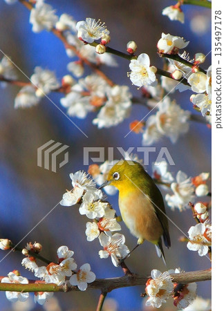 Mejiro plum blossom Mejiro plum blossom 135497178