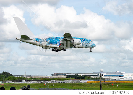 Flying Honu landing at the airport Flying Honu landing at the airport 135497202