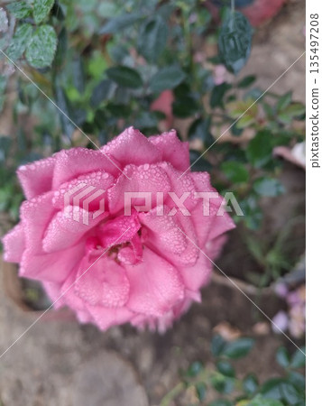 Pink Rose With Dew Drops in Garden-Closeup Bloom, Delicate Petals, Romantic Floral Photo Pink Rose With Dew Drops in Garden-Closeup Bloom, Delicate Petals, Romantic Floral Photo 135497208