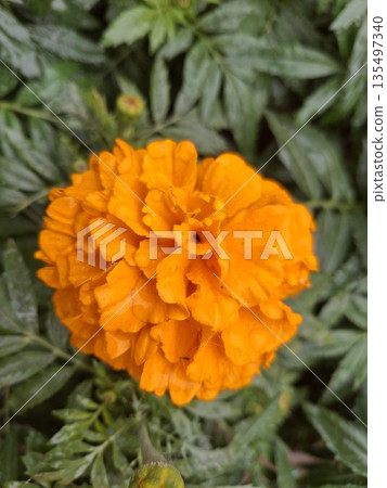 Close-up of vibrant orange marigold flower surrounded by lush green foliage in natural outdoor setting Close-up of vibrant orange marigold flower surrounded by lush green foliage in natural outdoor setting 135497340