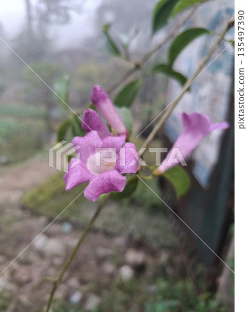 Close-up of pink trumpet flower with dewdrops on petals in outdoor garden setting Close-up of pink trumpet flower with dewdrops on petals in outdoor garden setting 135497390