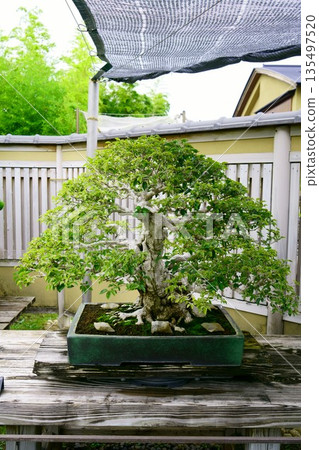 9629 Sardine Bonsai 135497520