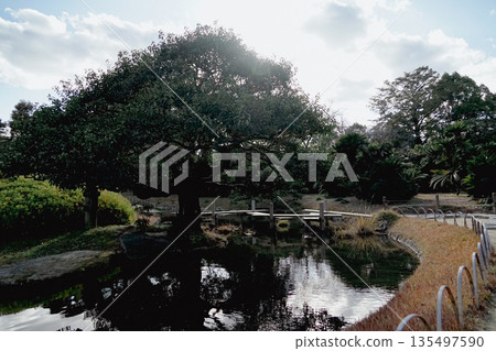 日本岡山五樂庭園,逆光下老紅衛樹和水池的倒影,日式庭園風格的修剪場景 日本岡山五樂庭園,逆光下老紅衛樹和水池的倒影,日式庭園風格的修剪場景 135497590