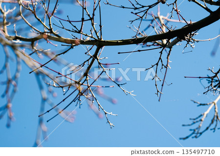 Japan's Okayama Korakuen garden, blue cherry blossom trees and early spring flower bracts, full of vitality and natural features 135497710