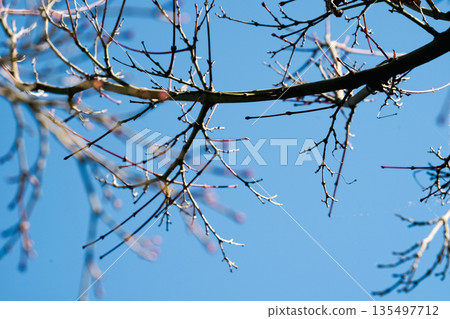 Japan's Okayama Korakuen garden, blue cherry blossom trees and early spring flower bracts, full of vitality and natural features Japan's Okayama Korakuen garden, blue cherry blossom trees and early spring flower bracts, full of vitality and natural features 135497712