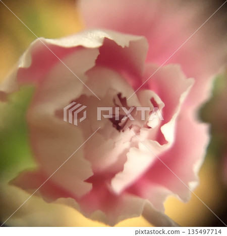 康乃馨花朵的微距攝影，花朵被包裹在柔和的粉紅色中 135497714