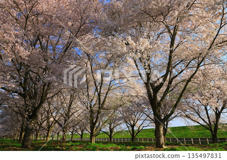 Blue sky and cherry blossoms in full bloom Blue sky and cherry blossoms in full bloom 135497831