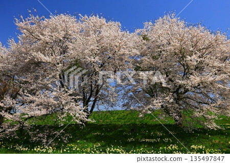 Blue sky and cherry blossoms in full bloom Blue sky and cherry blossoms in full bloom 135497847