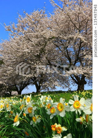 Blue sky and cherry blossoms in full bloom Blue sky and cherry blossoms in full bloom 135497848