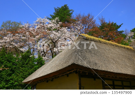 櫻花的風景 135497900