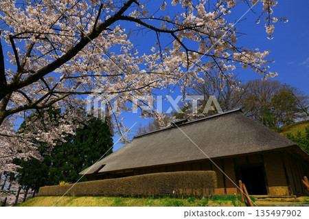 Scenery with cherry blossoms 135497902