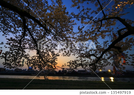 Illuminated cherry blossoms at night 135497919