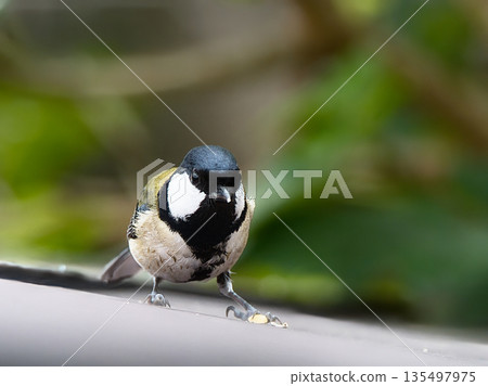 山雀吃水果 135497975