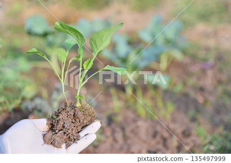 hand hold young kale tree for plant in organic farm 135497999