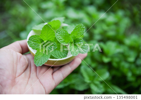 hand picking spearmint in herbal garden for use as a healthy eating food hand picking spearmint in herbal garden for use as a healthy eating food 135498001