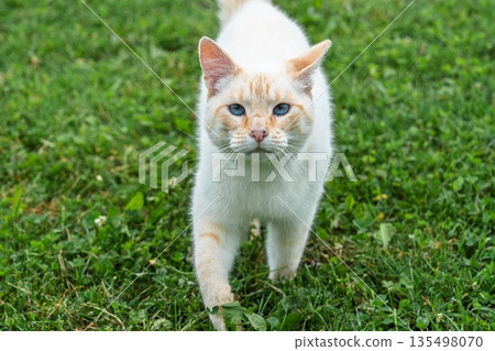 Elegant Flame Point Siamese Cat Strolling on Green Grass on a Sunny Day, Outdoor Portrait Elegant Flame Point Siamese Cat Strolling on Green Grass on a Sunny Day, Outdoor Portrait 135498070