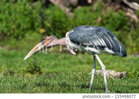Marabou Stork in Natural Habitat A Majestic Bird in the African Savannah Landscape 135498077