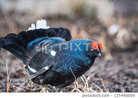 Majestic Black Grouse Displaying in Natural Habitat, Close-up Wildlife Photography 135498089