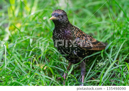European Starling Foraging in Green Grass A Wildlife Encounter in Natural Habitat 135498090