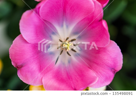 Radiant Pink Tulip Blossom A Captivating Floral Portrait for Springtime Projects Radiant Pink Tulip Blossom A Captivating Floral Portrait for Springtime Projects 135498091