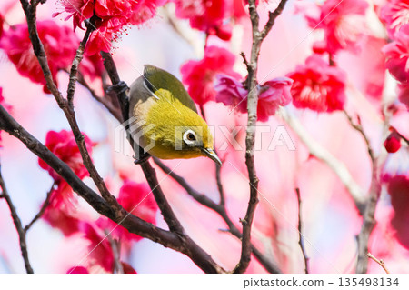 白眼尋找梅花的花蜜 135498134