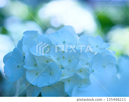 White hydrangea 135498211