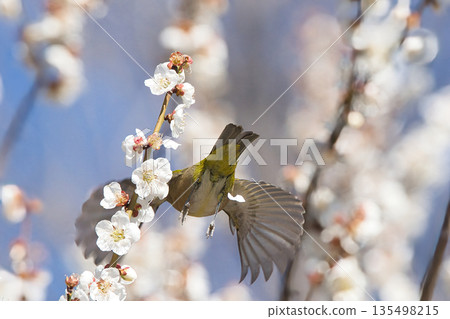 A Japanese white-eye flying through a plum grove 135498215