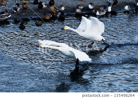 Swans accelerating on the water before taking off 135498264