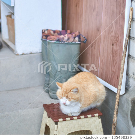 Ginger cat sleeping on outdoor plastic stool next to boots and wooden door 135498329