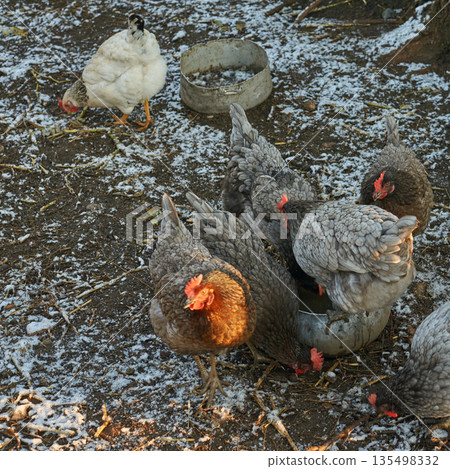 Group of chickens feeding on a farm with light snow covering the ground 135498332