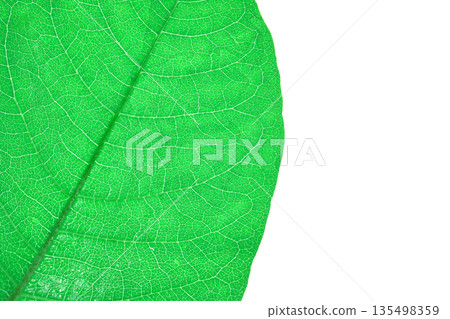 Close-up of vibrant green leaf with detailed vein patterns against white 135498359