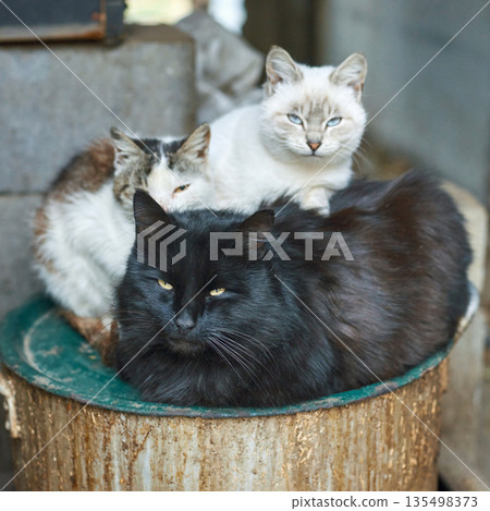 Trio of relaxed cats resting on a rustic barrel in an outdoor setting Trio of relaxed cats resting on a rustic barrel in an outdoor setting 135498373