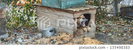 Yawning dog relaxing in rustic wooden kennel on a cozy autumn day outdoors 135498383