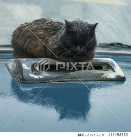 Black cat resting on a car hood with reflected fur on a cloudy day 135498385