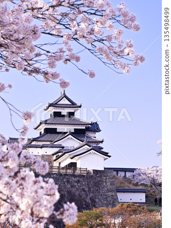 Shirakawa-Komine Castle Ruins Cherry Blossoms 135498499