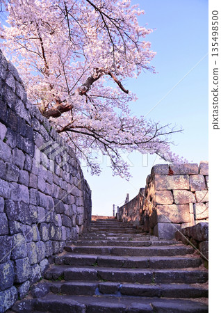 Shirakawa-Komine Castle Ruins Cherry Blossoms 135498500