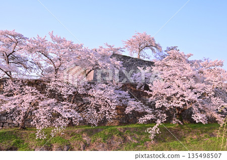 Shirakawa-Komine Castle Ruins Cherry Blossoms 135498507