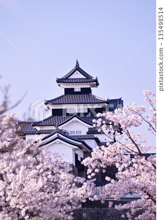 Shirakawa-Komine Castle Ruins Cherry Blossoms 135498514