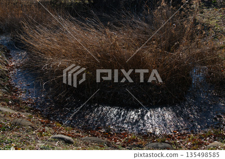 Waterside moss 135498585