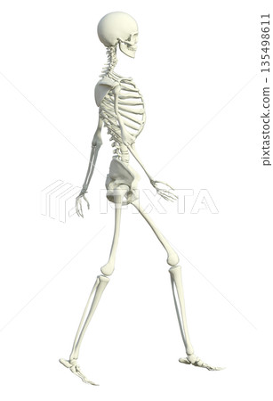 Skeleton human body model 3D illustration of a female skeleton walking with her legs crossed, full body sideways 135498611
