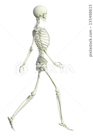 3D illustration of a skeleton female skeletal specimen walking with both hands, full body sideways 135498615