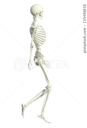 骨骼標本三維插圖，描繪了一名女性人體模型側身行走的情景 135498616