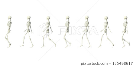 人體骨骼模型立體插圖，女性骨骼標本行走姿態，全身側向展示 135498617