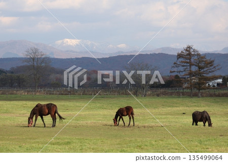 成長為一匹純種馬 135499064