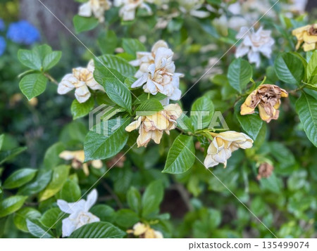 梔子花(大概是)盛開和凋謝 梔子花(大概是)盛開和凋謝 135499074