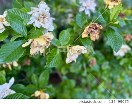 梔子花（大概是）盛開和凋謝 135499075