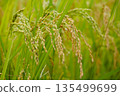 Japanese rice 135499699