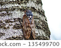 Japanese cicada, brown cicada 135499700