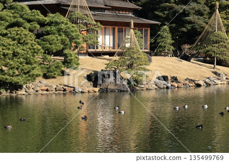 Japanese garden in winter 135499769
